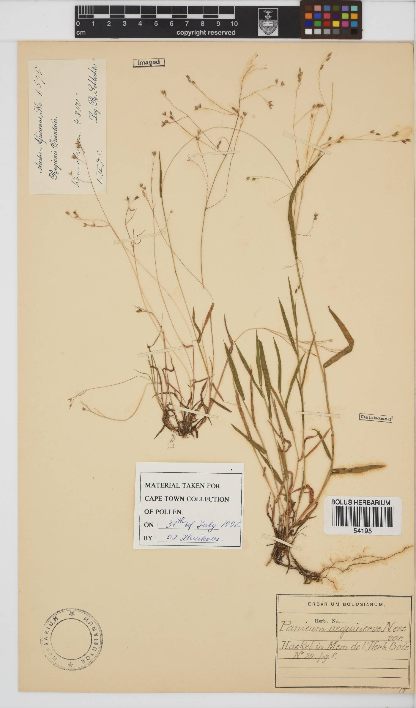 Panicum aequinerve image