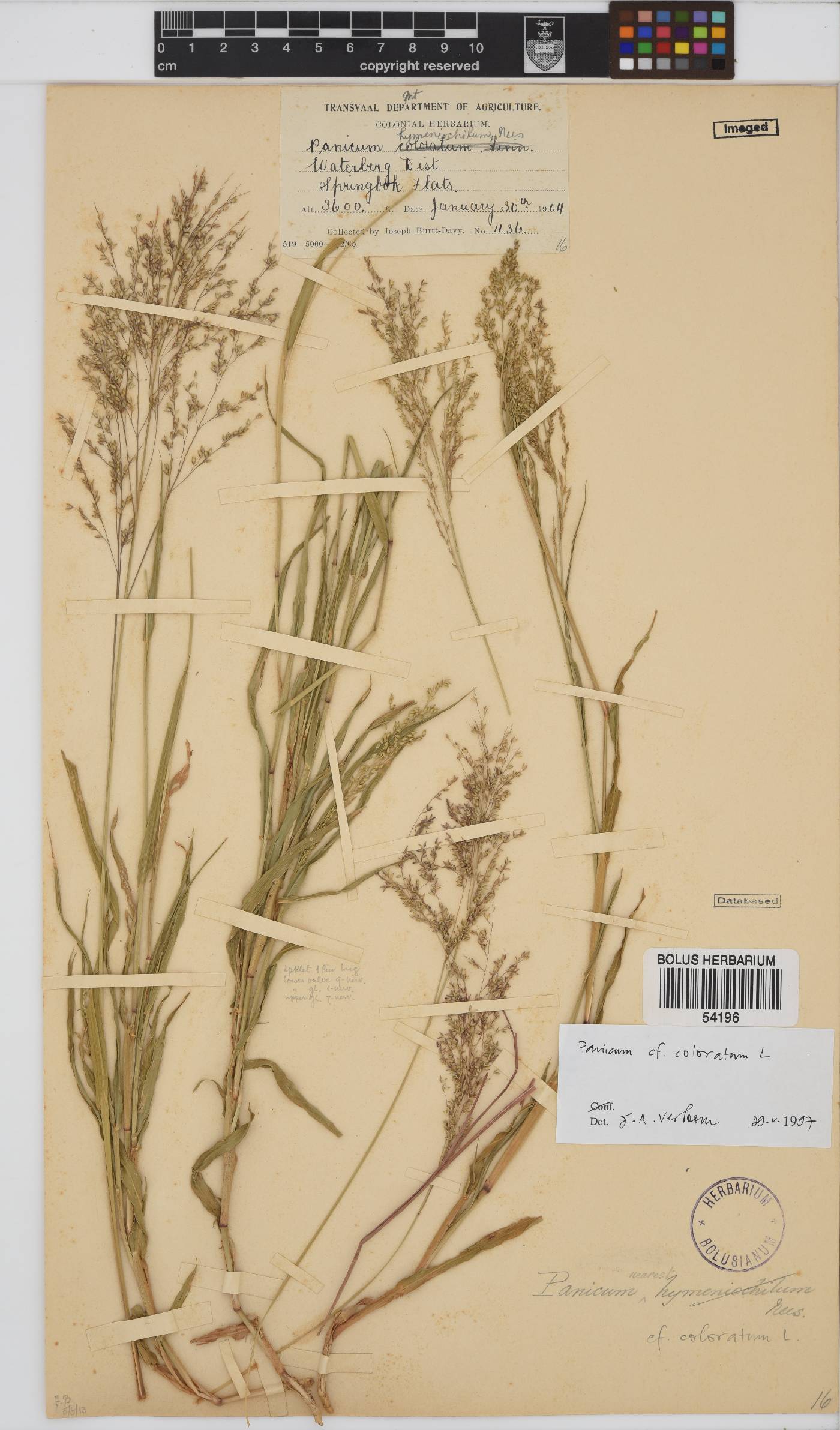 Panicum coloratum image