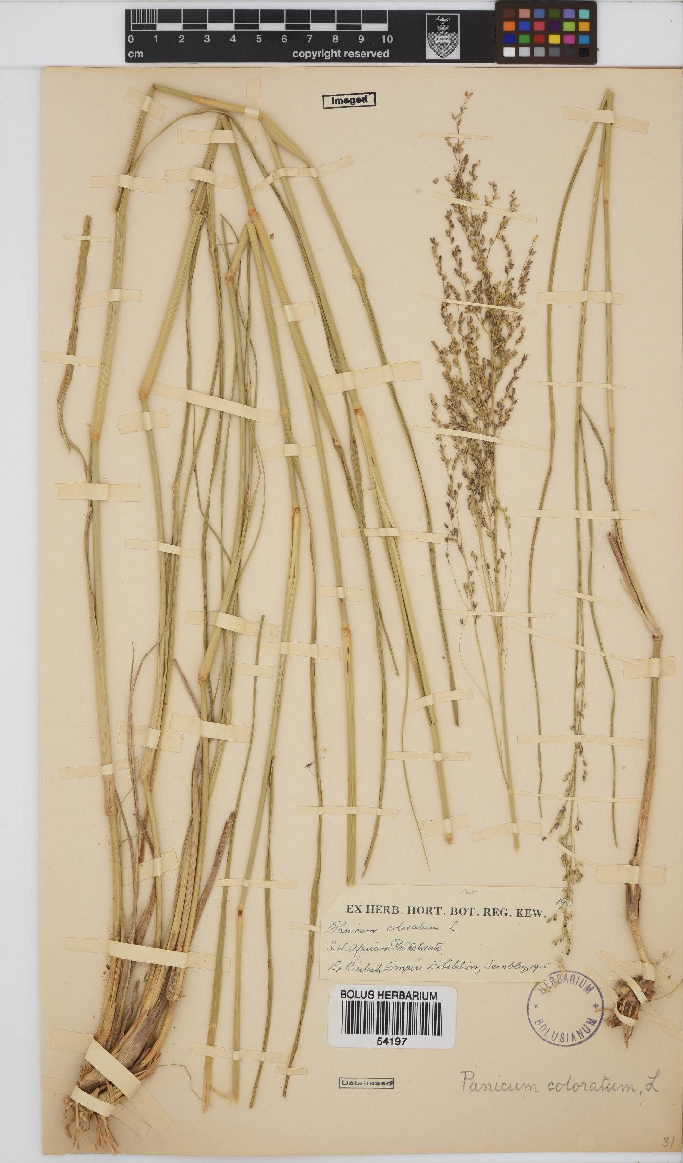 Panicum coloratum image