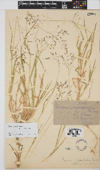 Panicum coloratum image