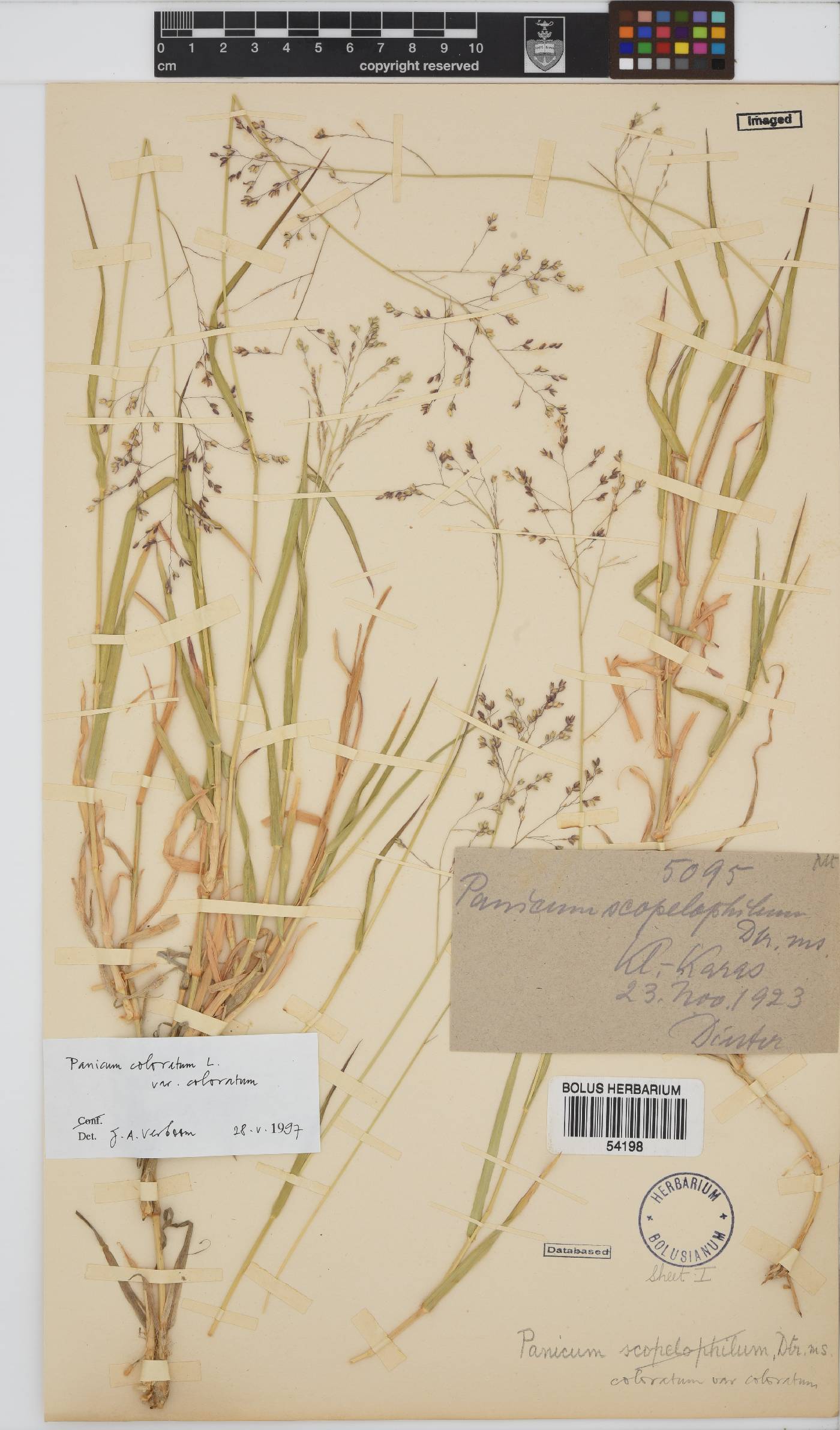 Panicum coloratum image