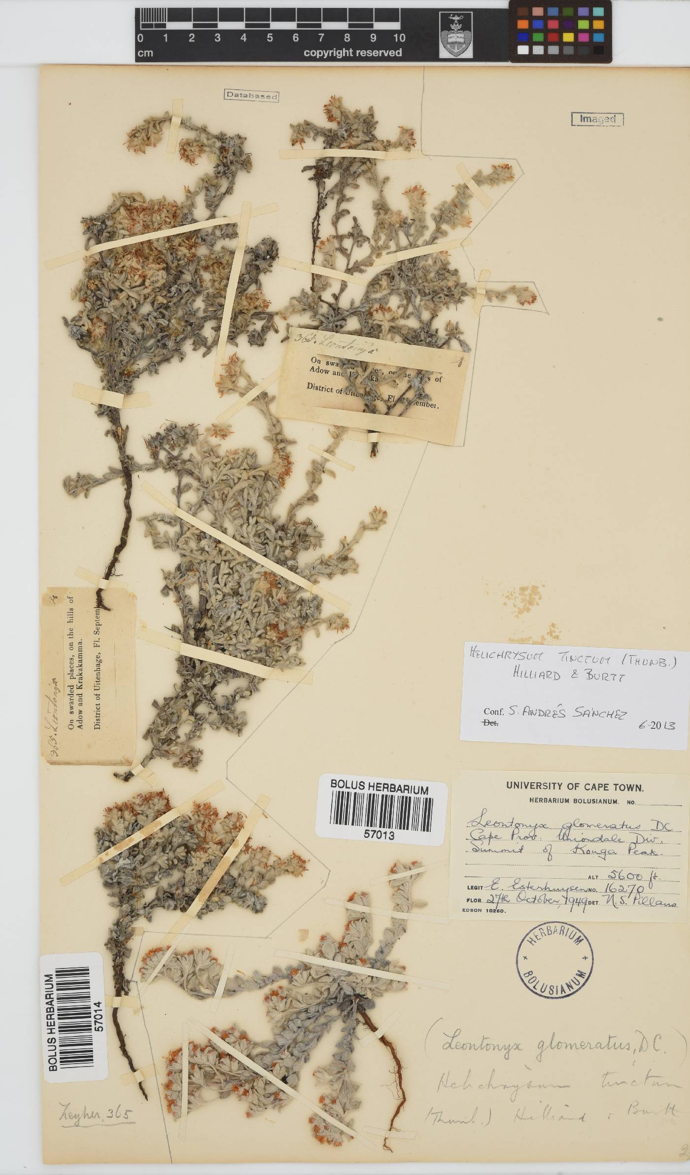 Helichrysum tinctum image