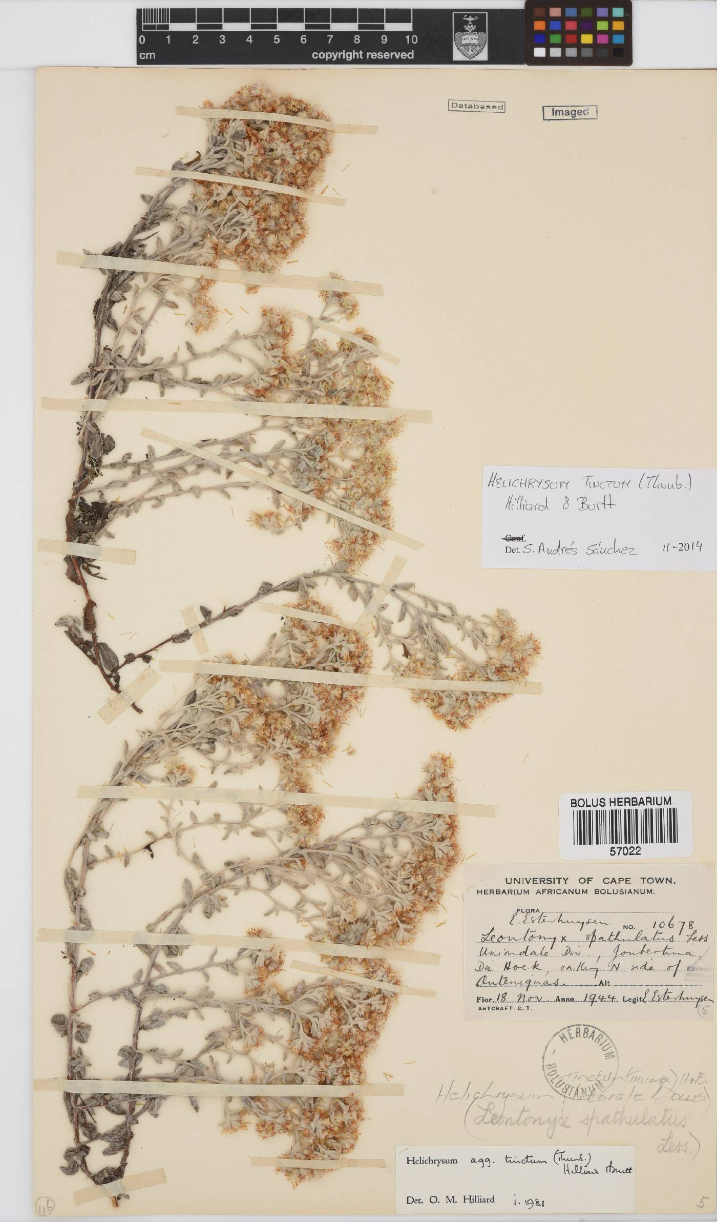 Helichrysum tinctum image
