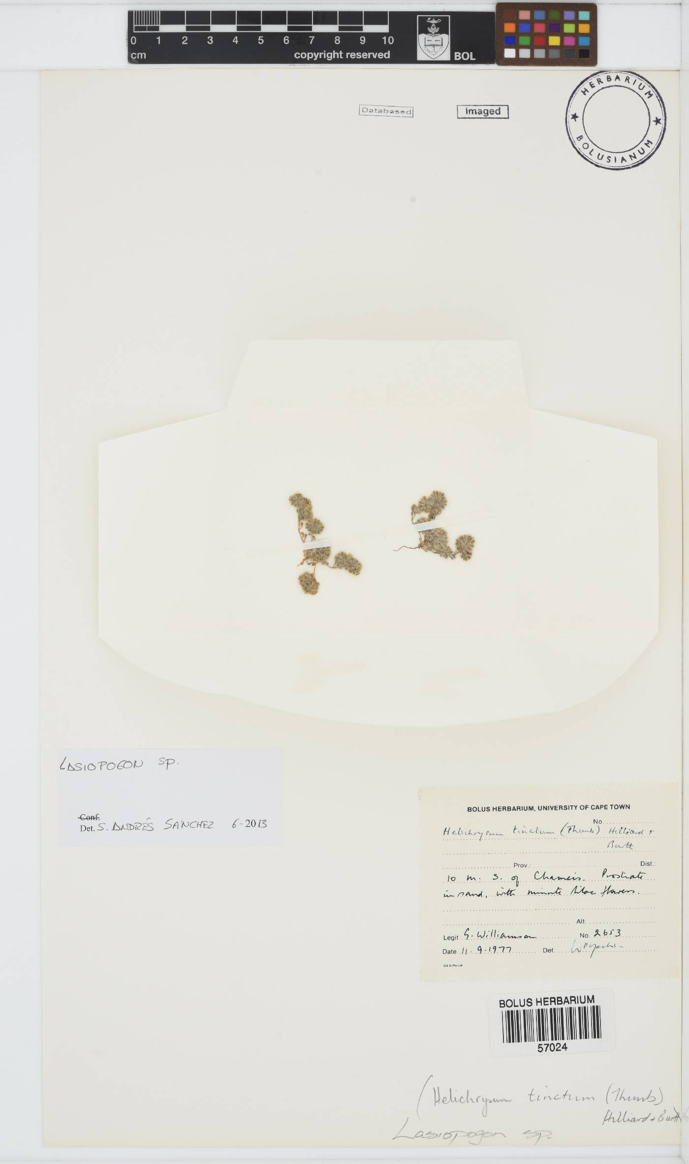 Lasiopogon image