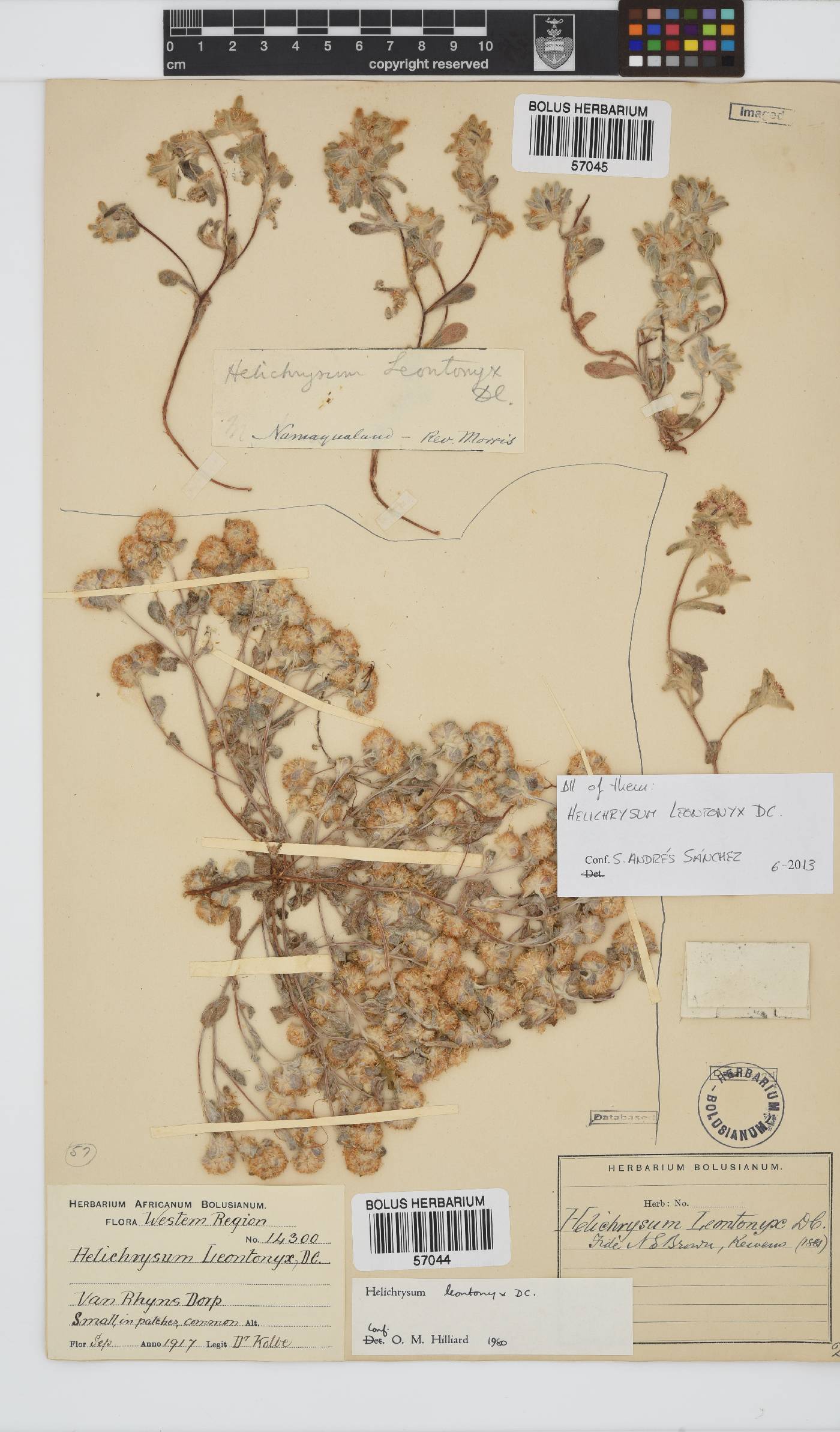 Helichrysum leontonyx image