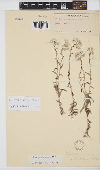 Helichrysum silvaticum image