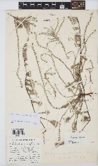 Helichrysum niveum image