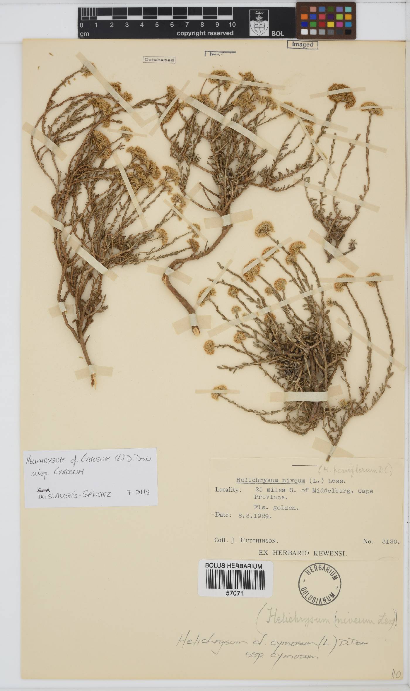 Helichrysum cymosum image