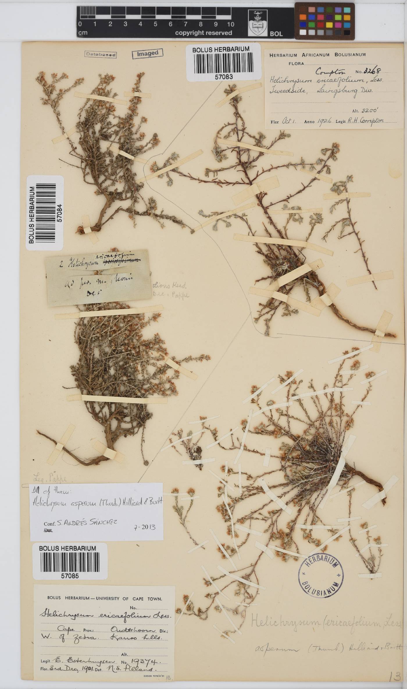 Helichrysum asperum image