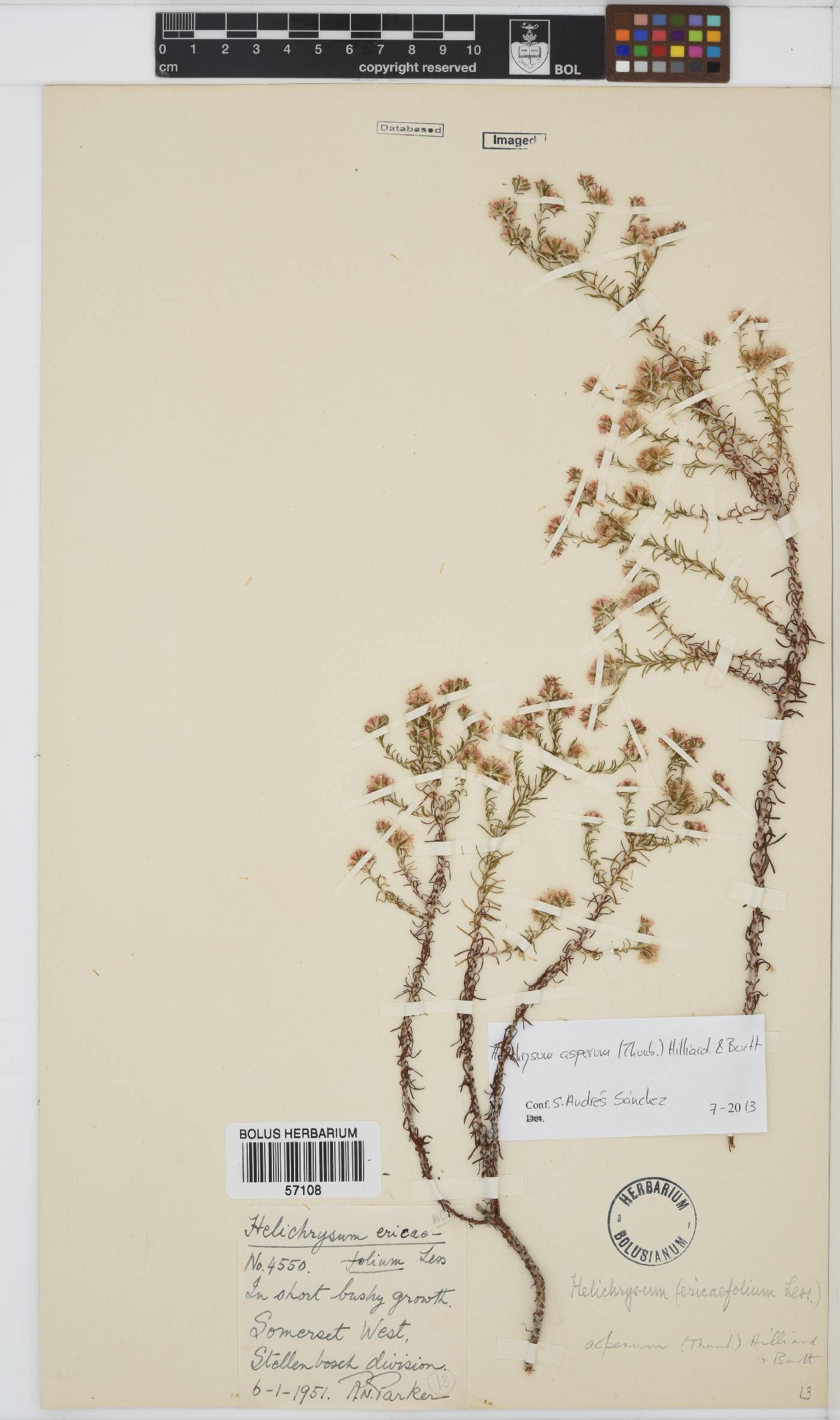 Helichrysum asperum image