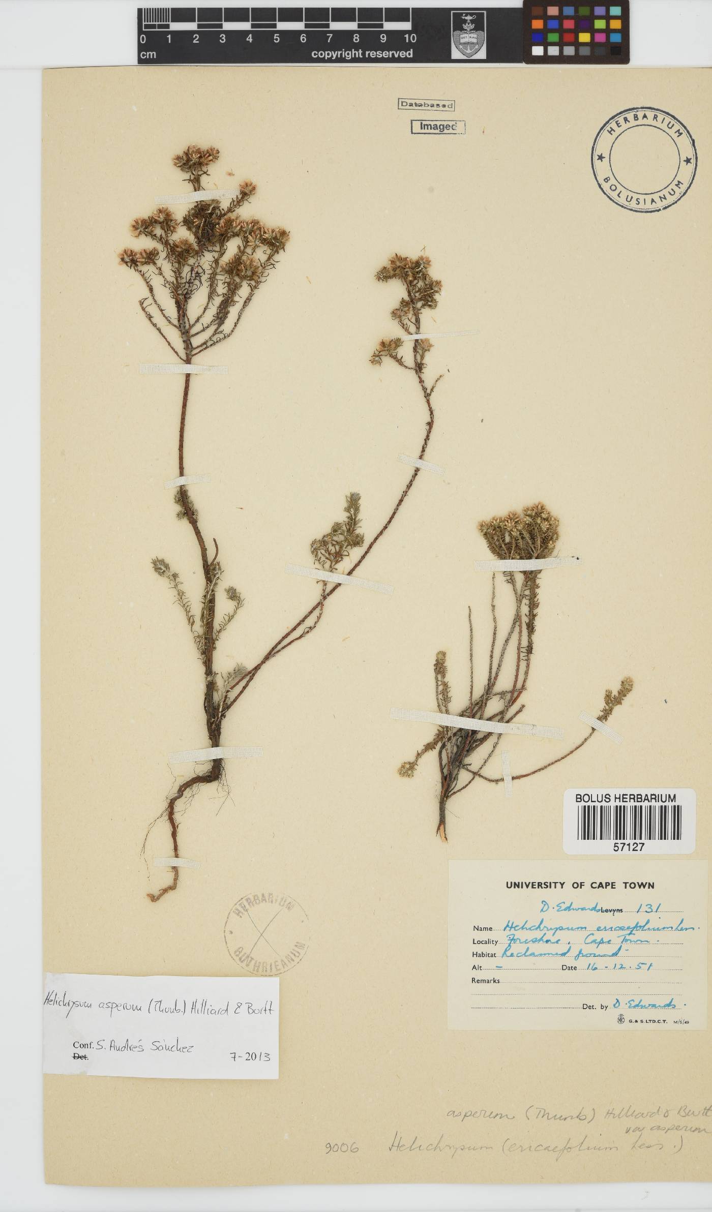 Helichrysum asperum image