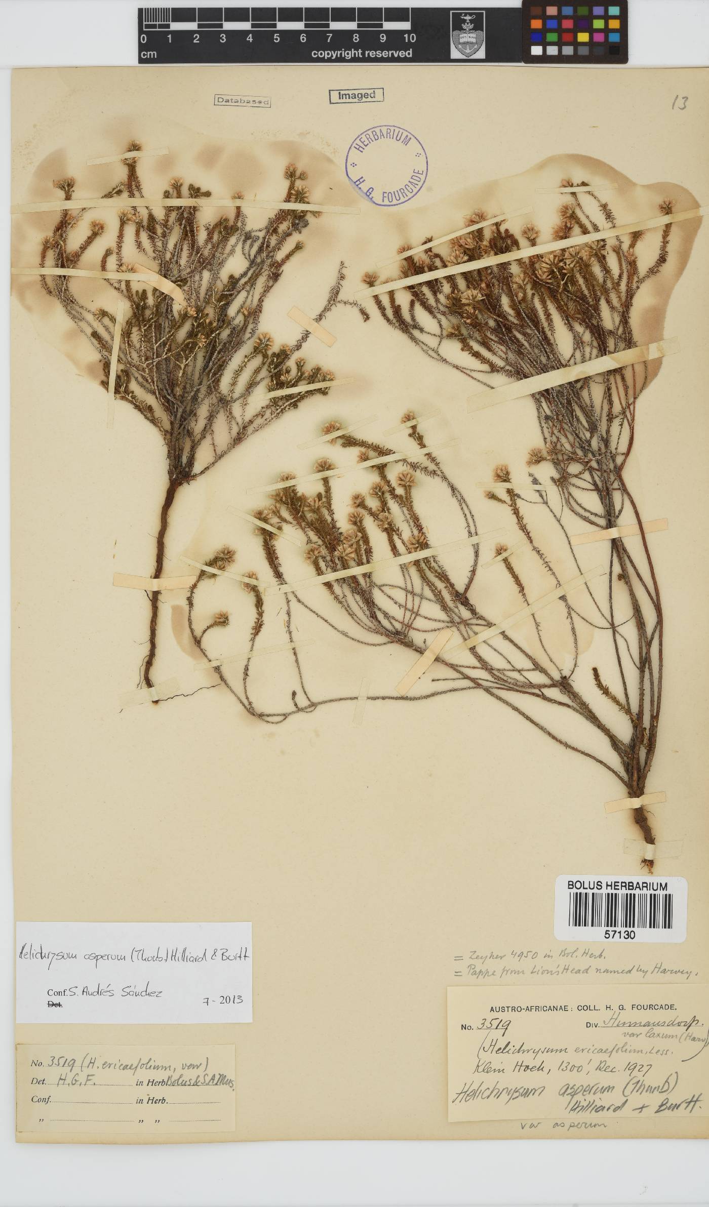 Helichrysum asperum image