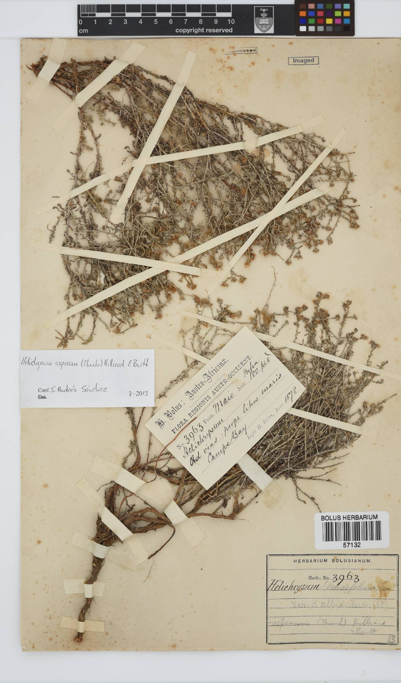 Helichrysum asperum image