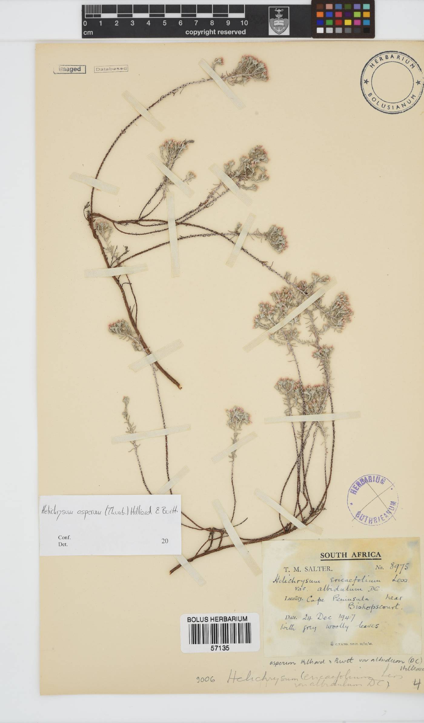 Helichrysum asperum image