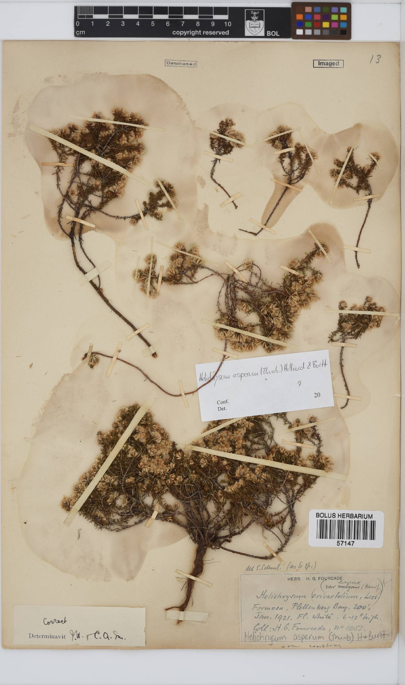 Helichrysum asperum image