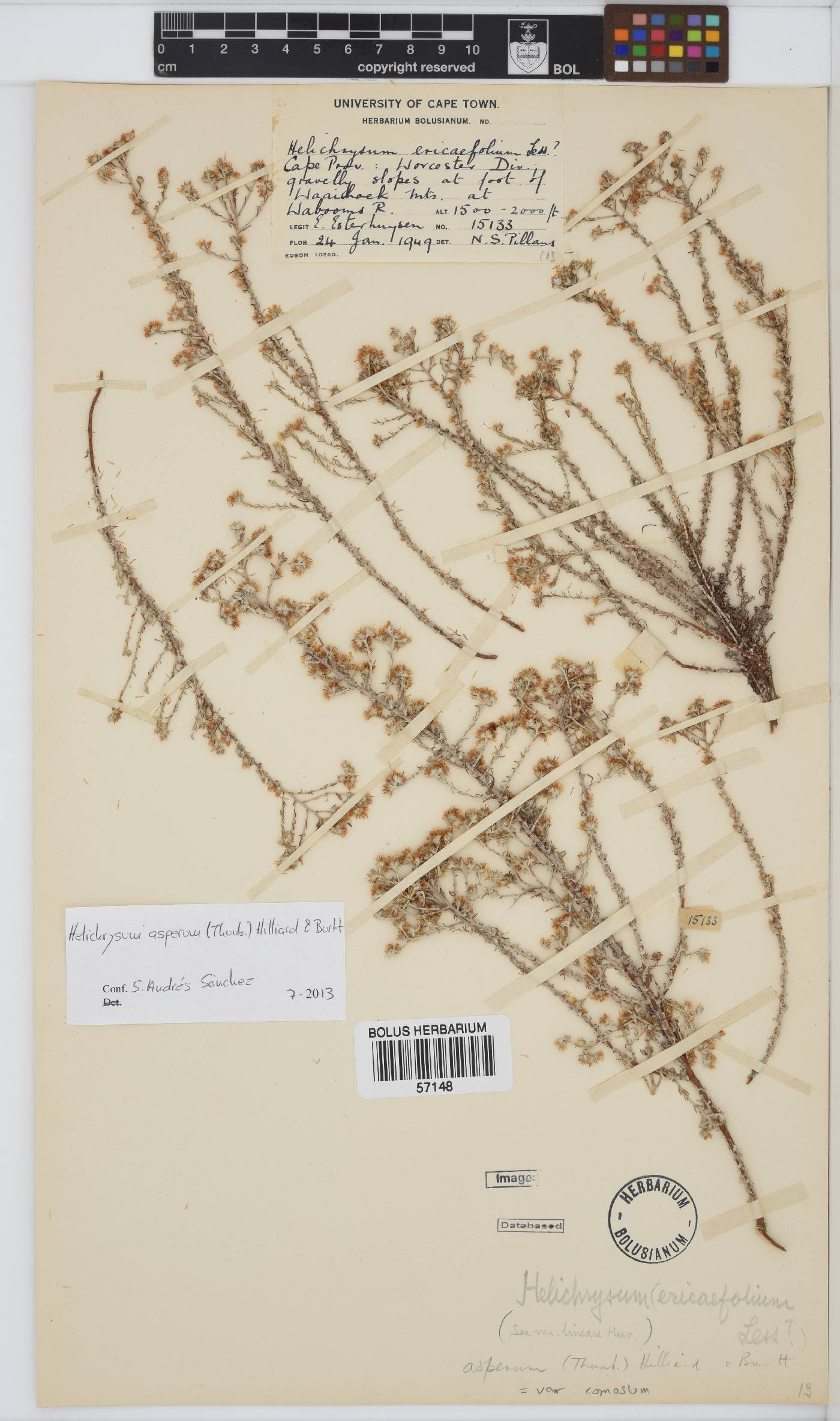 Helichrysum asperum image