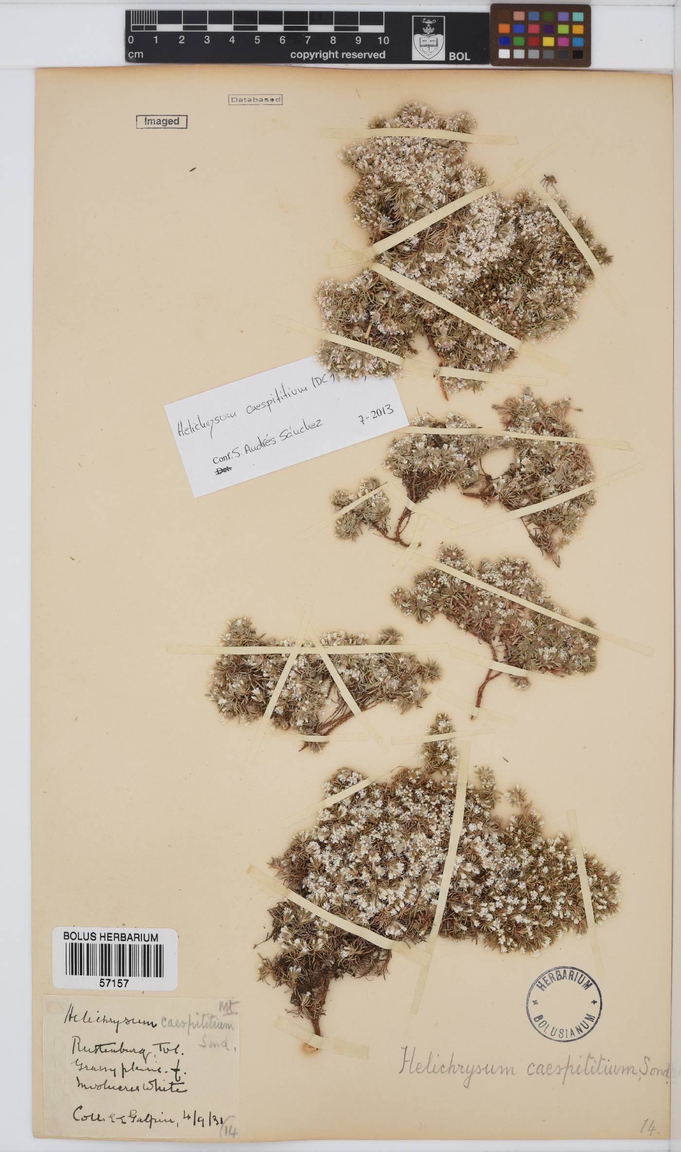 Helichrysum caespititium image