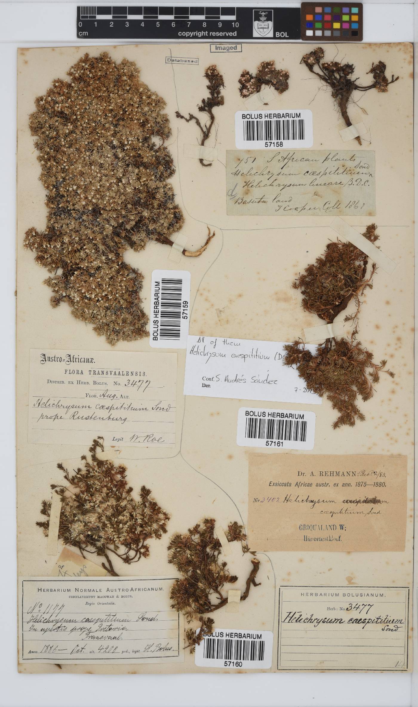 Helichrysum caespititium image