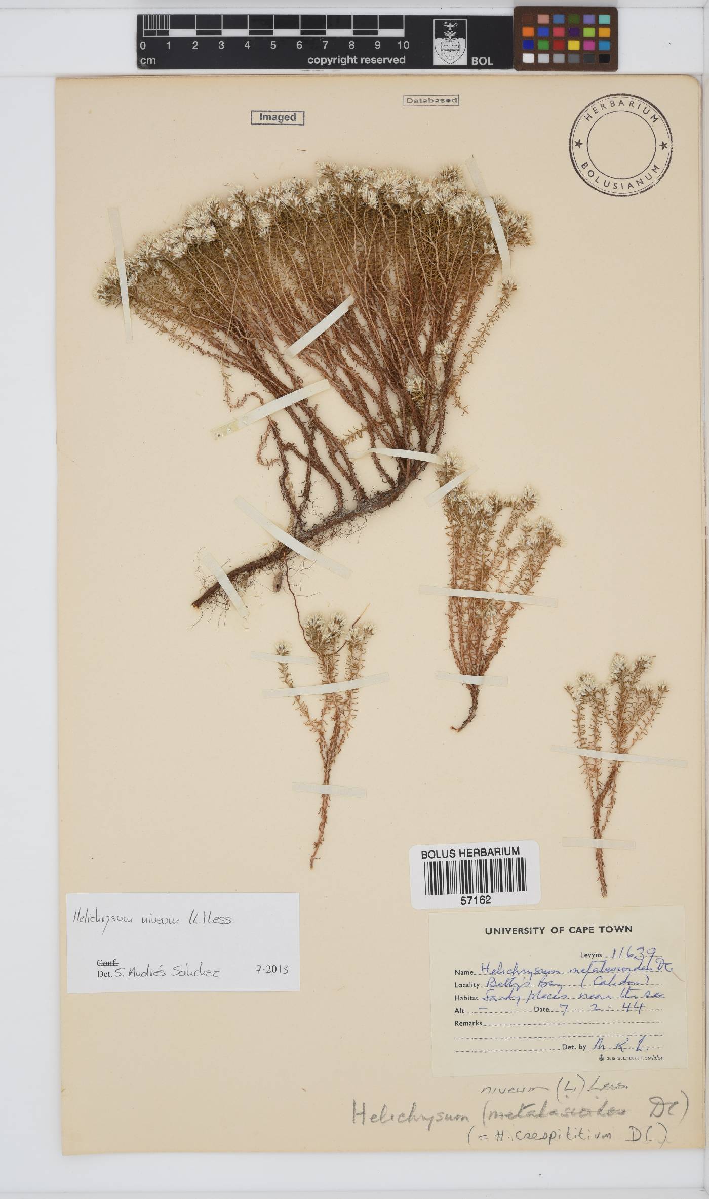 Helichrysum niveum image