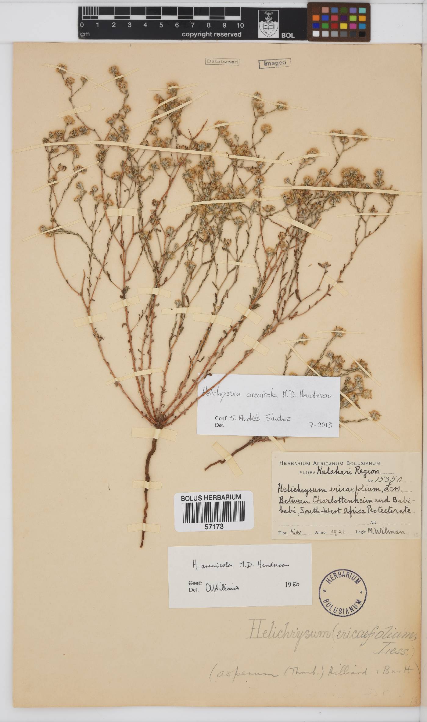 Helichrysum arenicola image