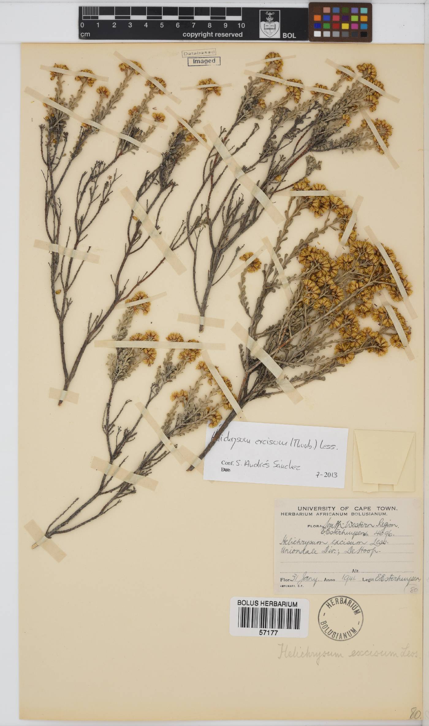 Helichrysum excisum image