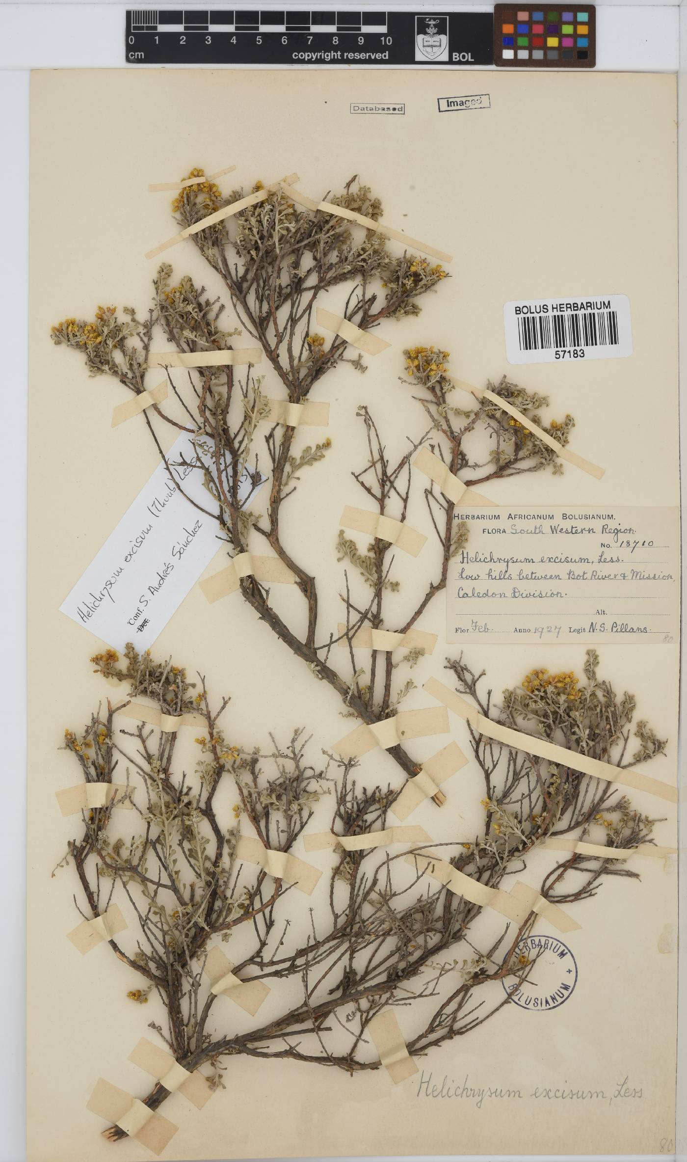 Helichrysum excisum image