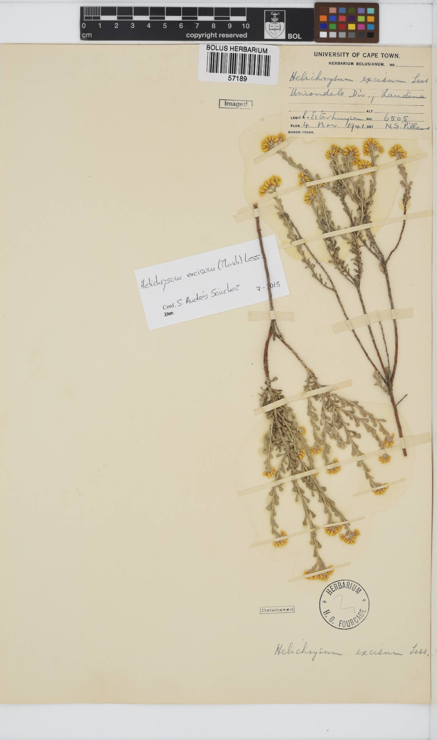 Helichrysum excisum image