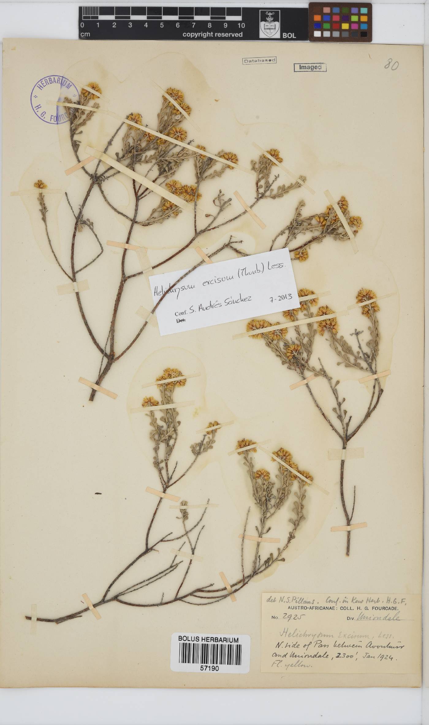 Helichrysum excisum image