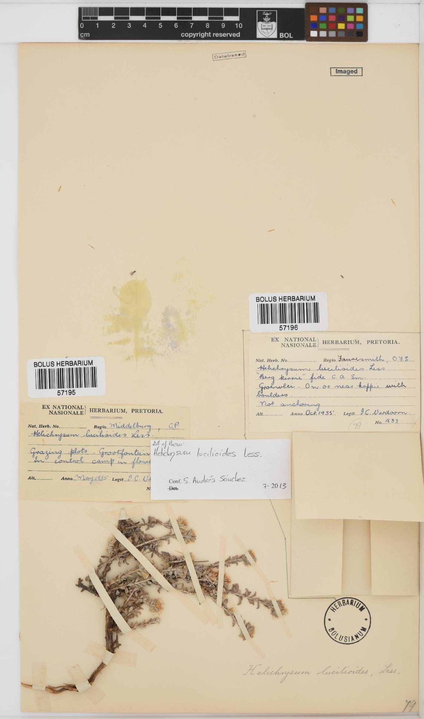 Helichrysum lucilioides image
