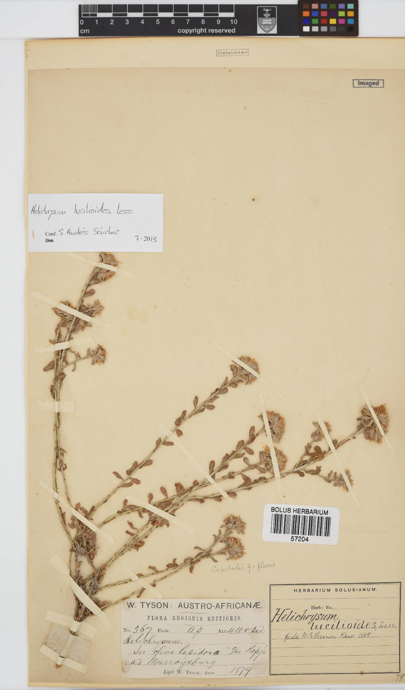 Helichrysum lucilioides image