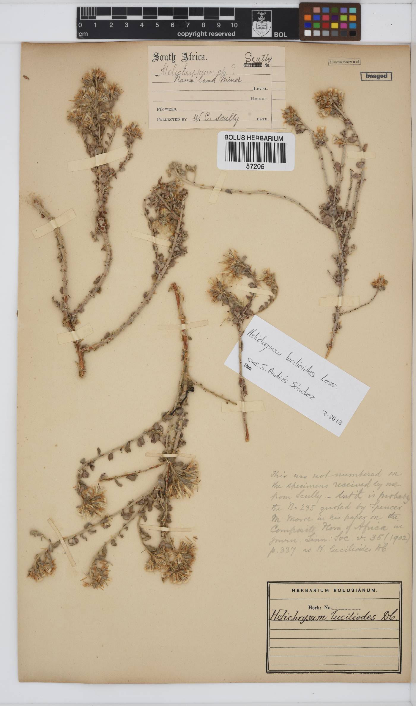 Helichrysum lucilioides image