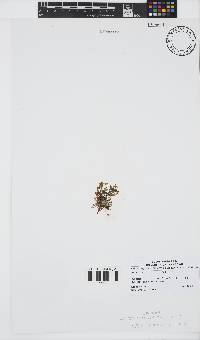Image of Laurencia multiclavata