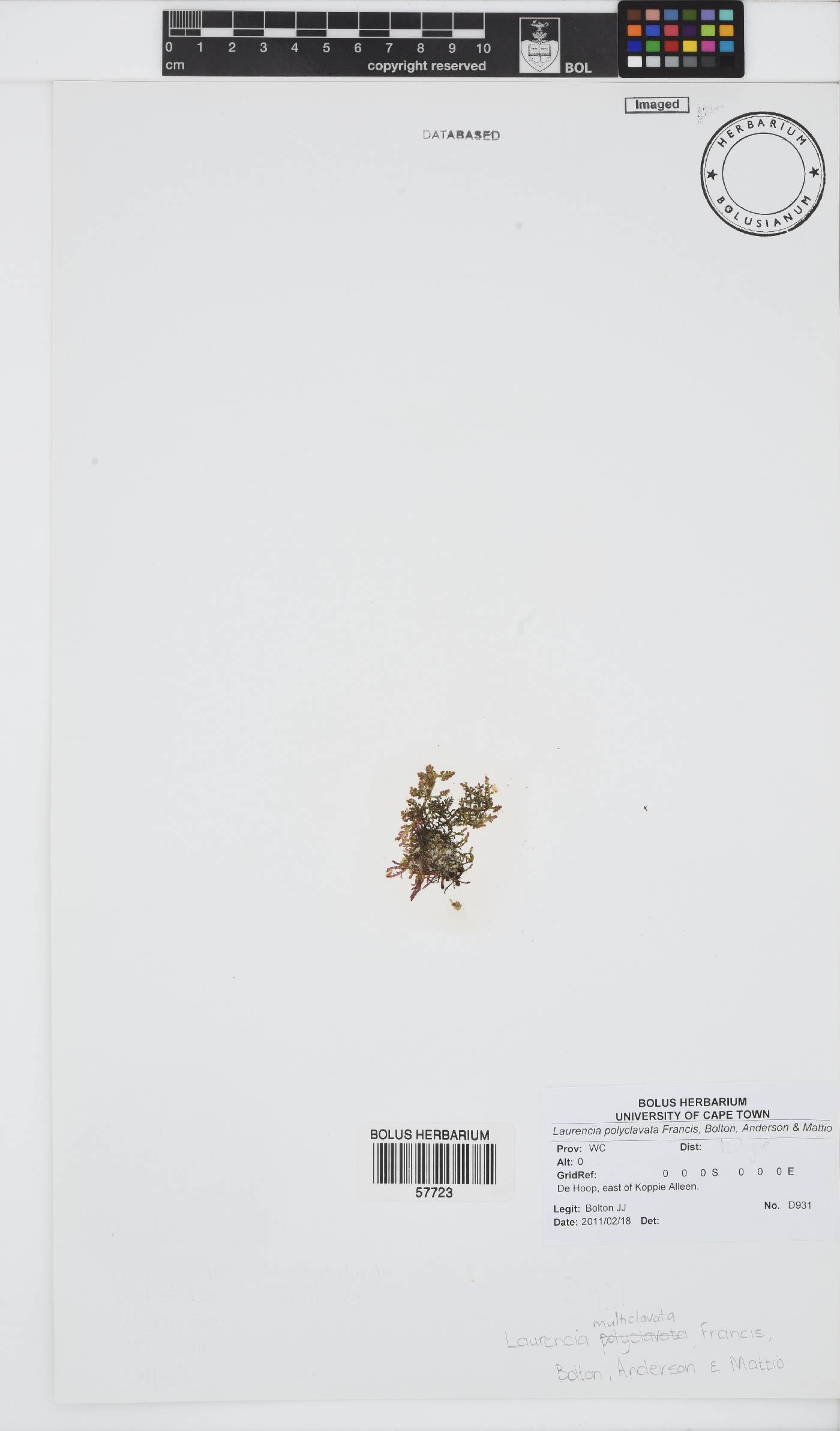Laurencia multiclavata image
