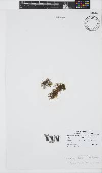 Laurencia multiclavata image