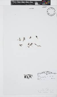 Laurencia multiclavata image