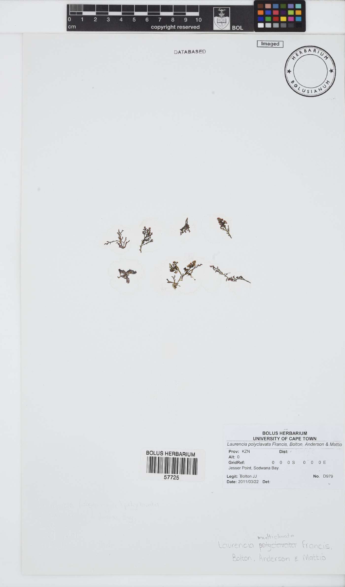 Laurencia multiclavata image