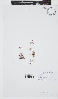 Image of Laurencia dichotoma