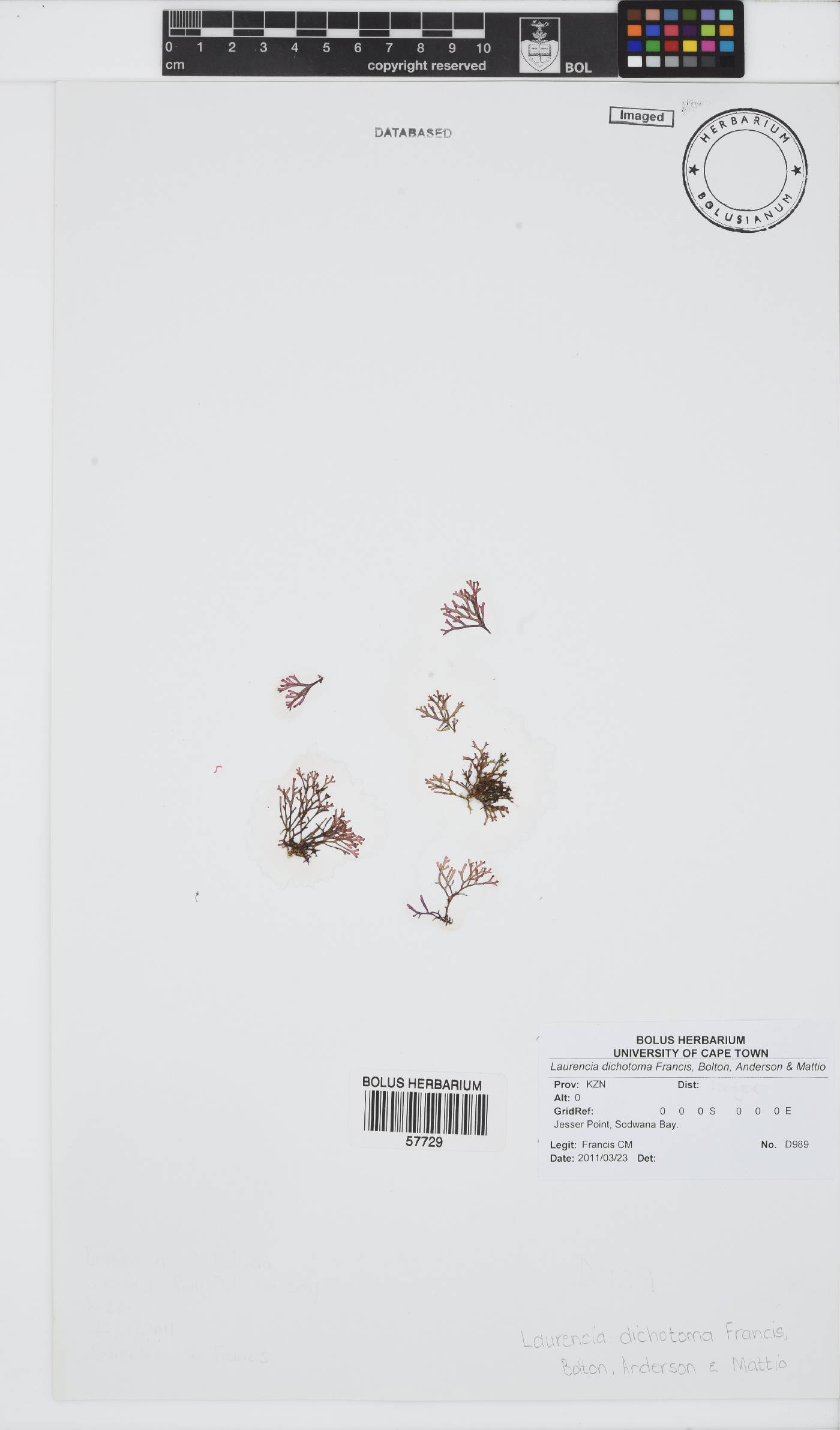 Laurencia dichotoma image