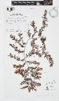 Sargassum polycystum image