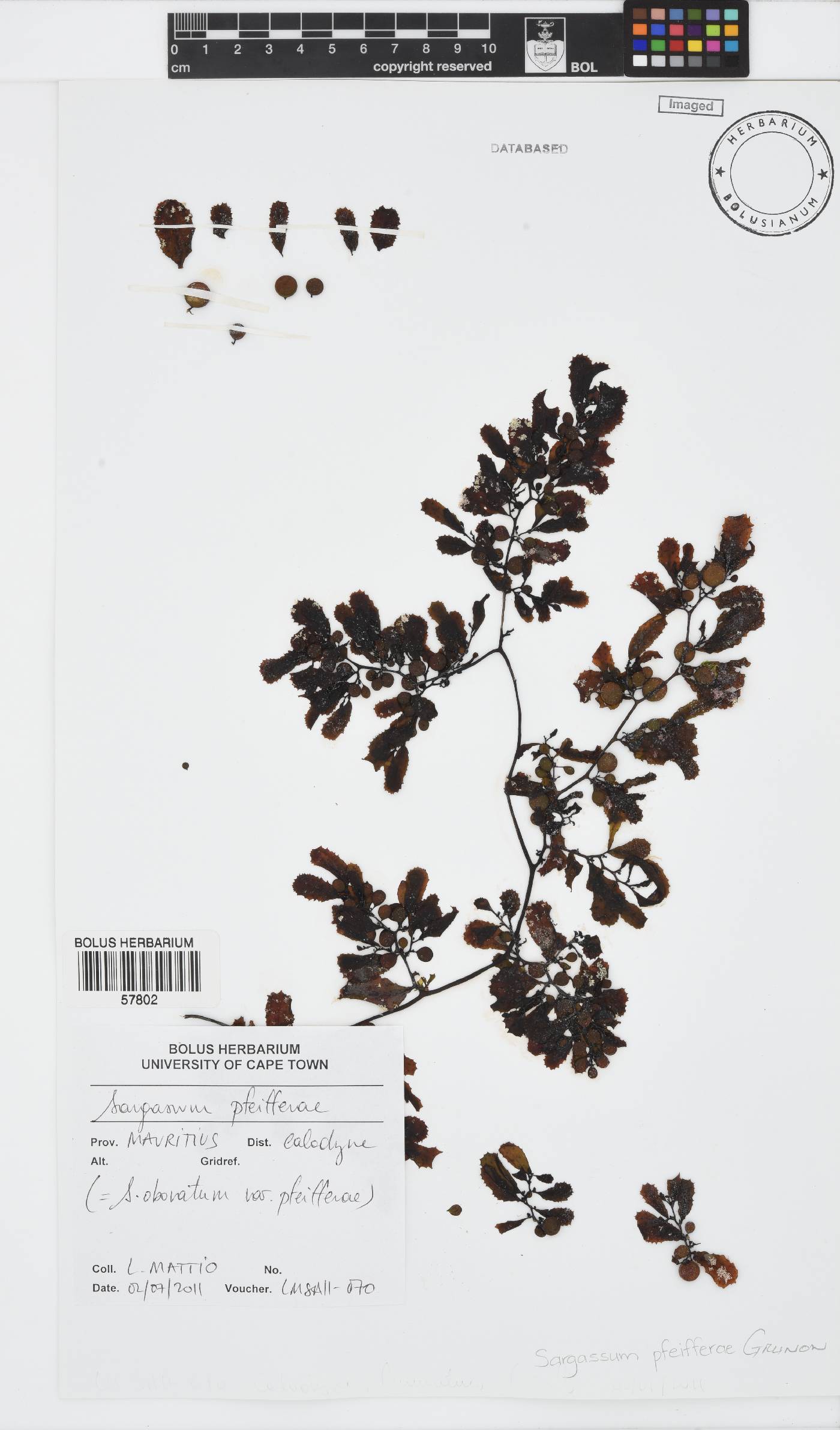 Sargassum pfeifferae image