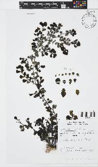 Sargassum pfeifferae image