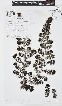 Sargassum pfeifferae image