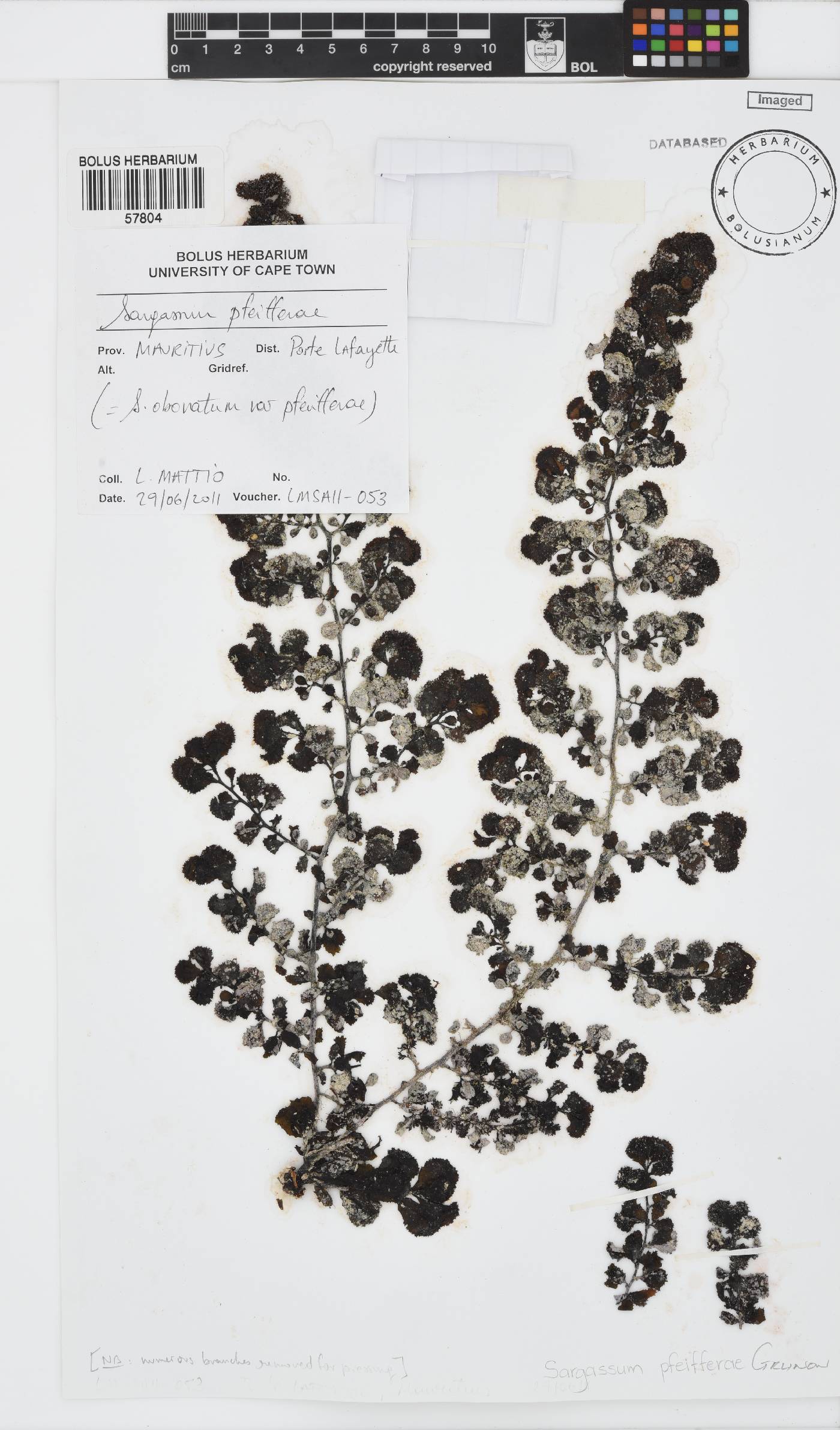Sargassum pfeifferae image