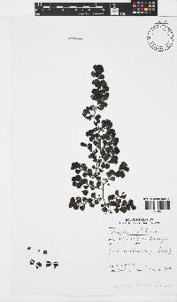Sargassum pfeifferae image
