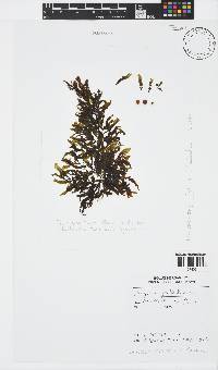 Sargassum portierianum image