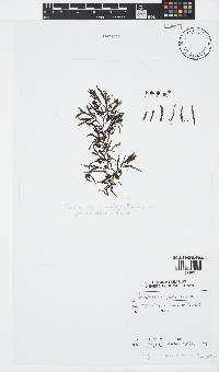 Sargassum portierianum image