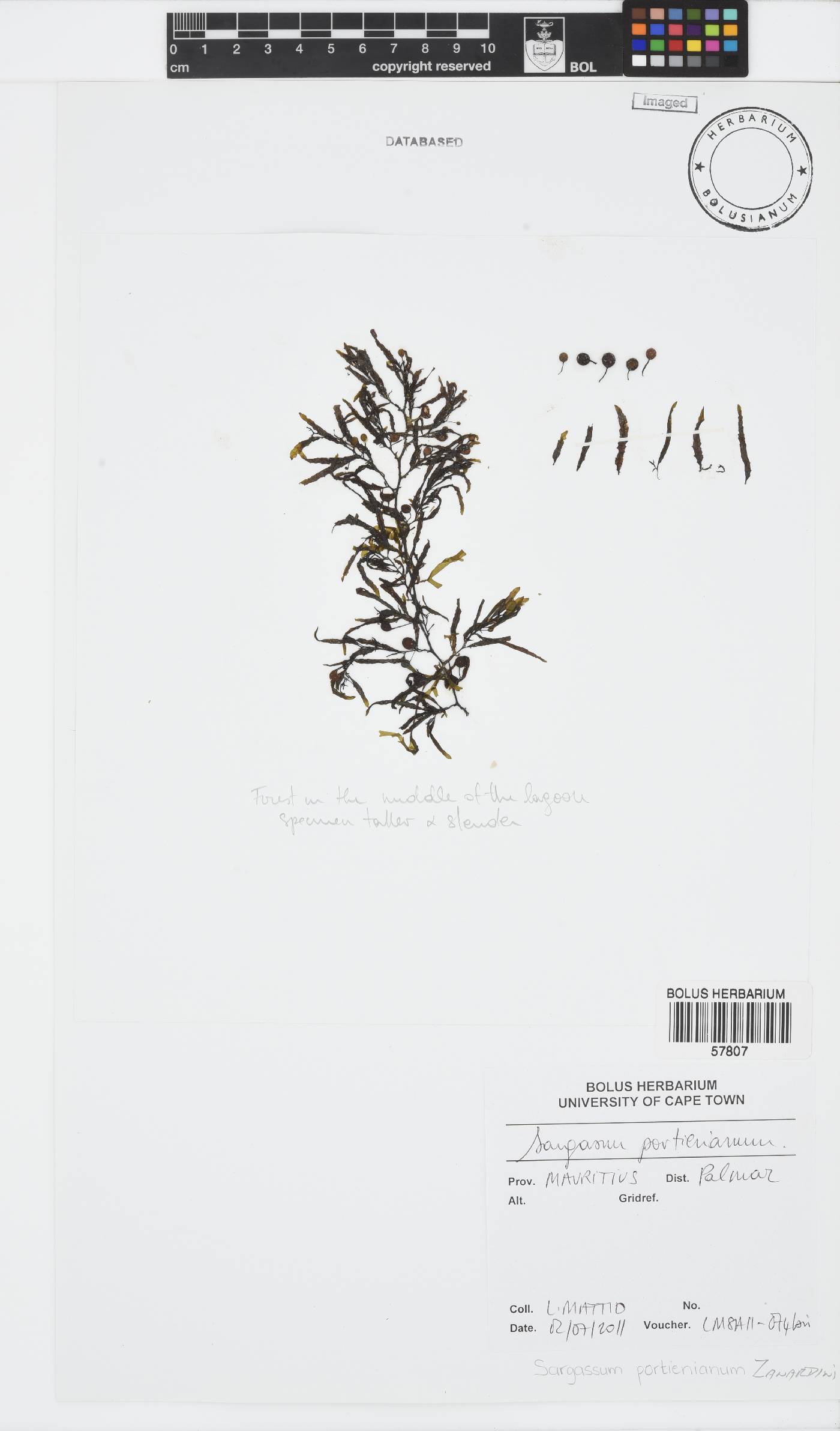 Sargassum portierianum image