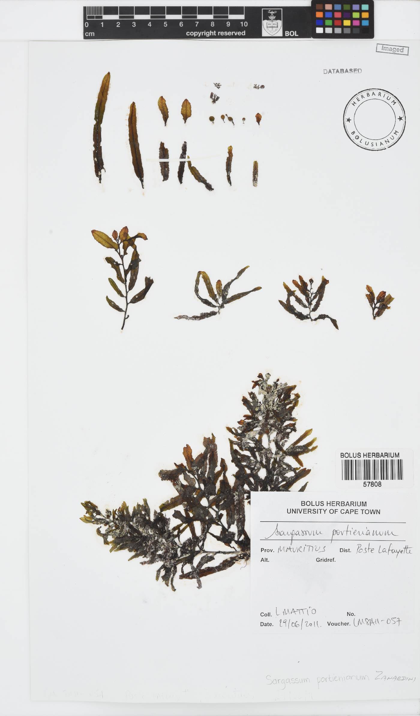 Sargassum portierianum image