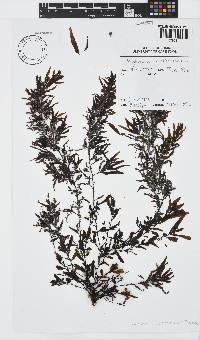 Sargassum portierianum image