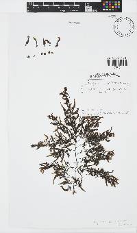 Sargassum portierianum image